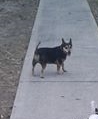 Dog Phobia